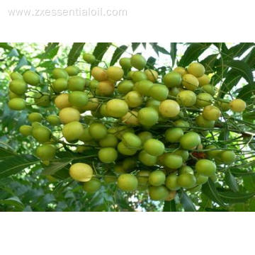 Carrier Oil Factory Best Price Neem Oil